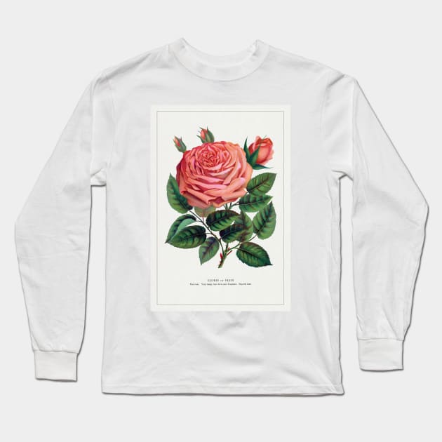 Pink Rose, Glorie de Dijon Lithograph (1900) Long Sleeve T-Shirt by WAITE-SMITH VINTAGE ART